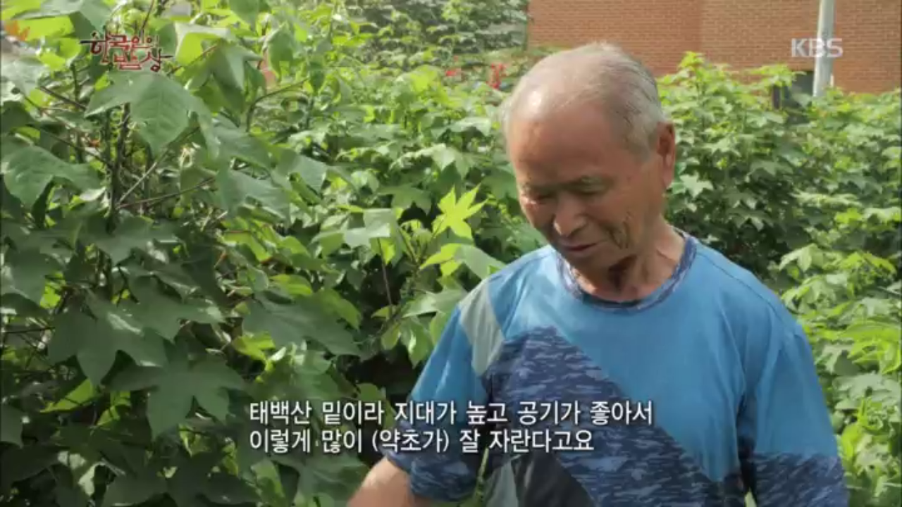태백산 아래 높은 지대에서 자라는 약초로 지은 오늘의 한상 - kakaoTV 태백산 아래 높은 지대에서 자라는 약초로 지은 오늘의 한상