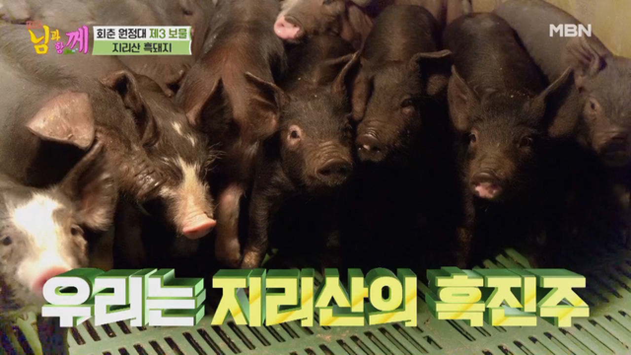 지리산에도 ‘흑돼지’가 있다?! 귀여운 아기돼지 등장♡ MBN 210526 방송 - kakaoTV 지리산에도 ‘흑돼지’가 있다?! 귀여운 아기돼지... 