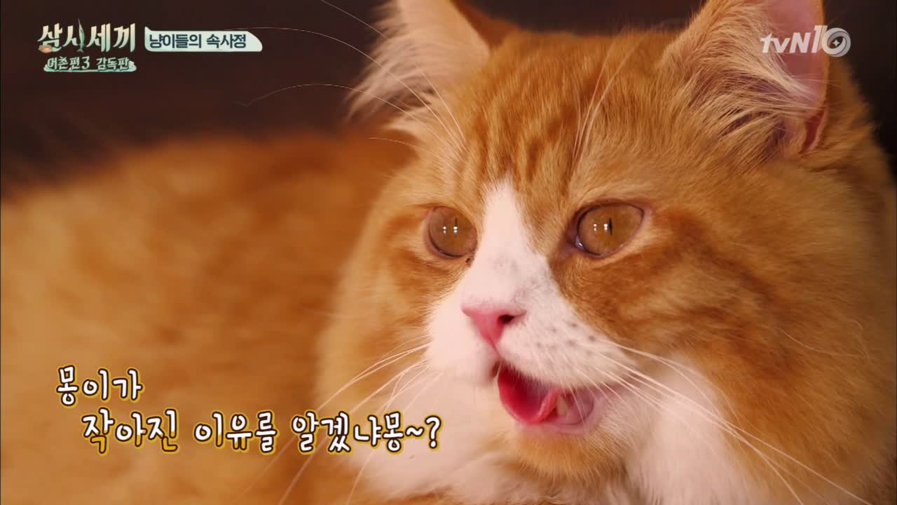 [미방분] 친몽파 에릭과 바보몽의 탄생