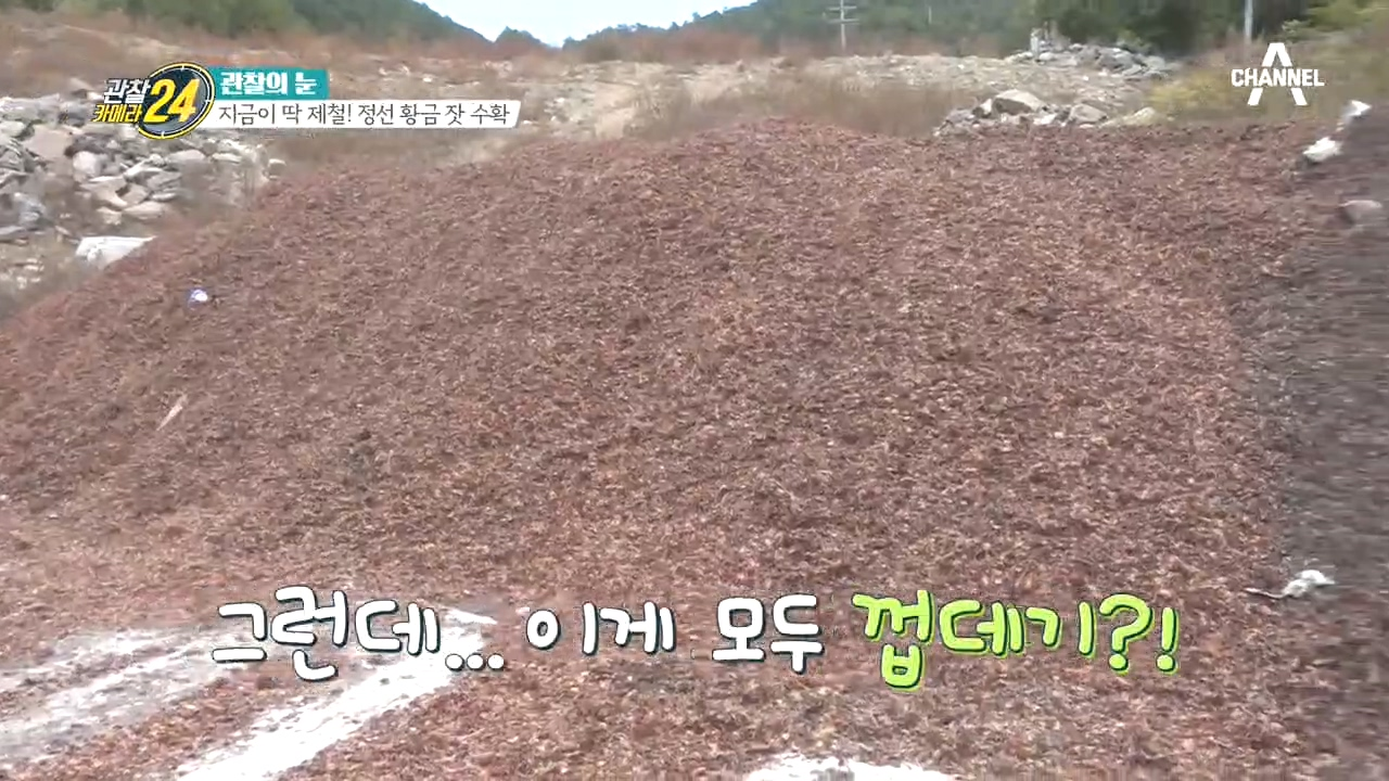 껍데기는 가라~ 산처럼 쌓인 잣 껍데기도 쓰는 곳이 있다?!