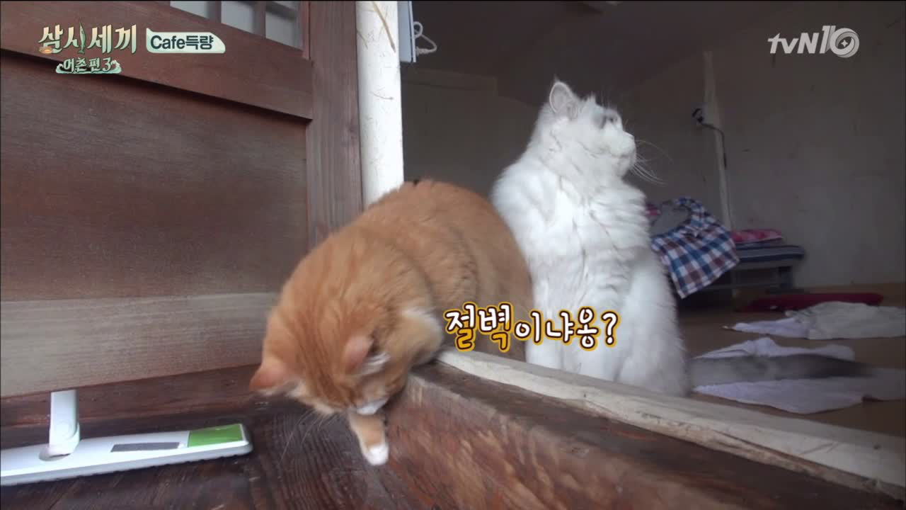 몽이 귀요미 숏다리 뿜뿜!