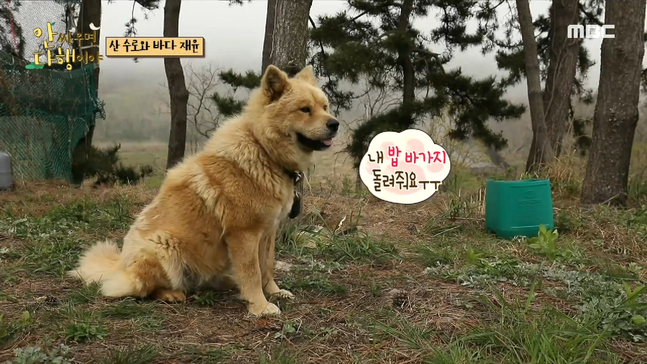 물바가지가 알고 보니 개밥 바가지?! ＂루크나 우리나 같은 거야~?＂, MBC 210531 방송