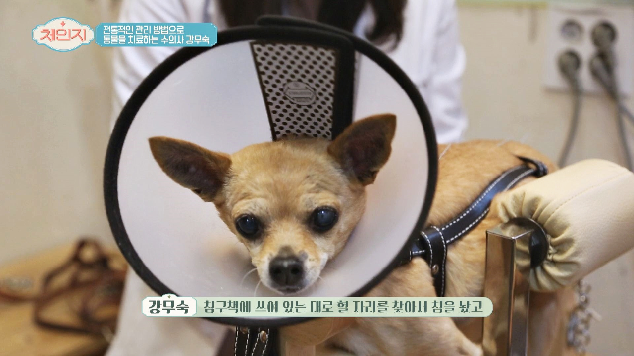 동물들도 한의원에서 침을 맞는다?! ☞ 전통 치료 관리법