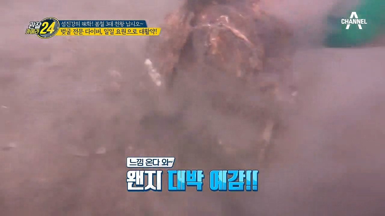 맛도 크기도 초大박! 건지기만 하면 대박 나는 초대형 '벚굴'!