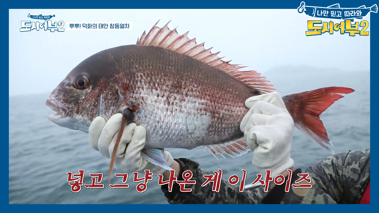 넣자마자 참돔 건져버리는 ★안면도 클라쓰★