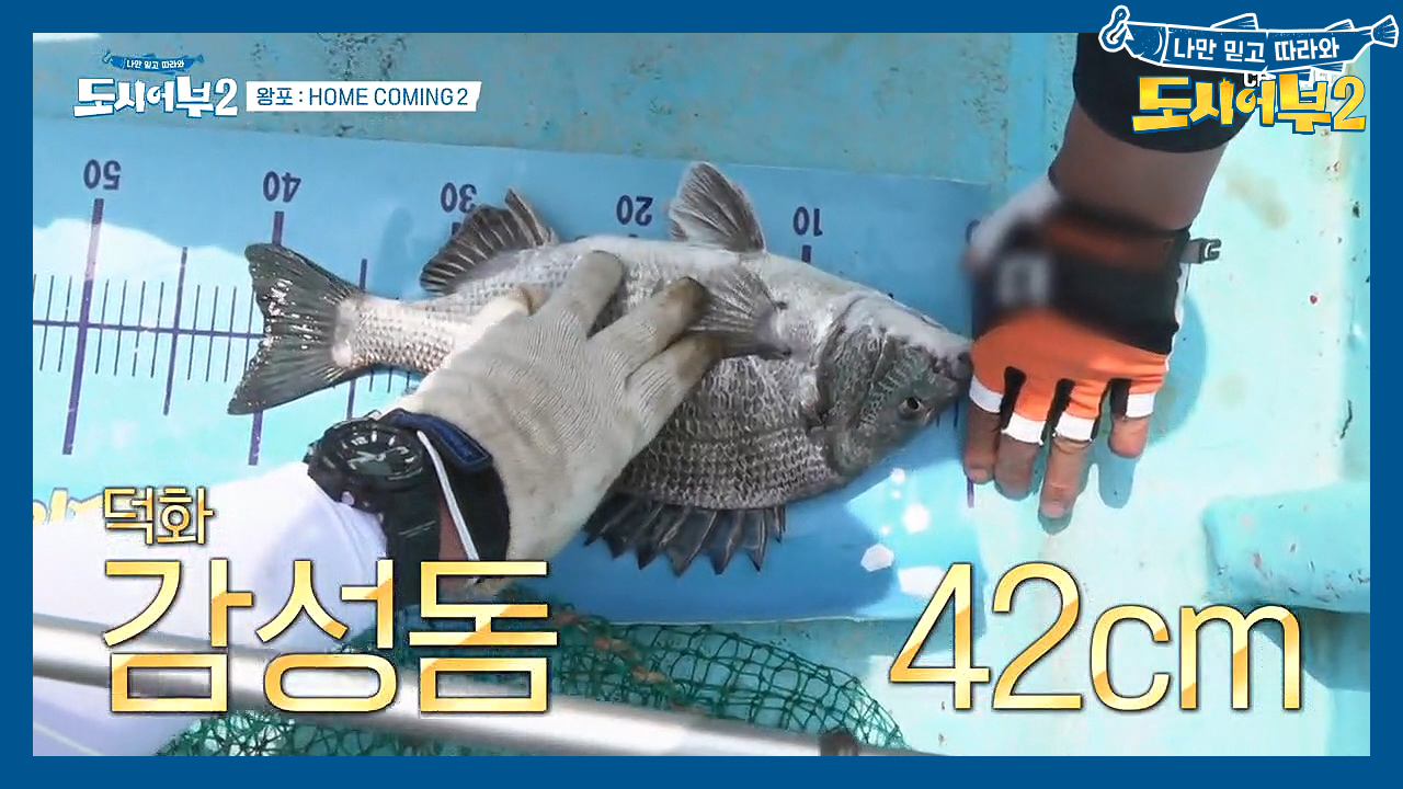 뜰채 대령 각! 왕포 외길 40년, 덕화의 감성돔은 50cm를 넘을 것인...