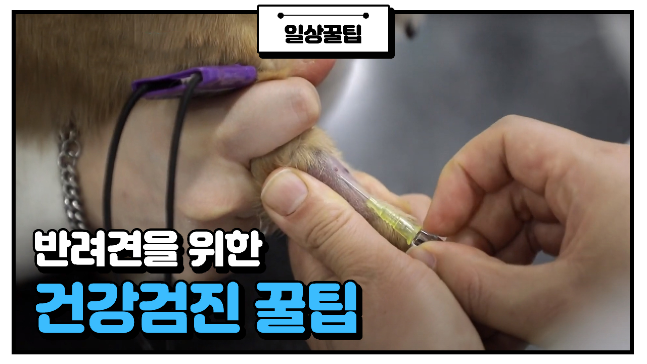반려동물과 건강하게 오래 사는 TIP ☞ &#39;건강검진&#39;