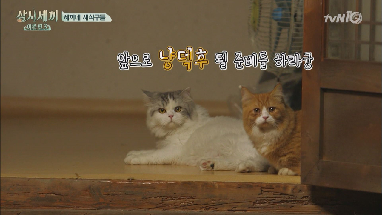 윤집사의 반려묘 몽이&amp;쿵이를 소개한다냥~