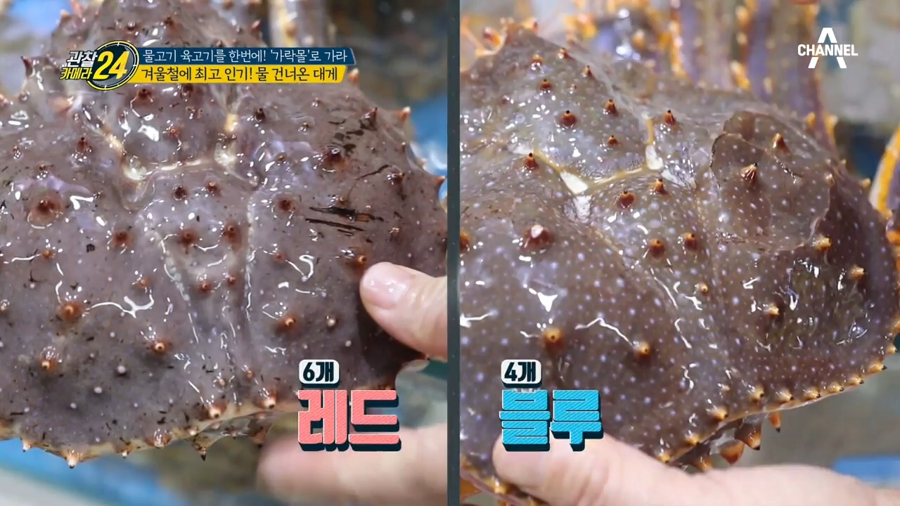 ♨대게 철이 왔다♨ 겨울철 최고 인기, 대게 구별법!