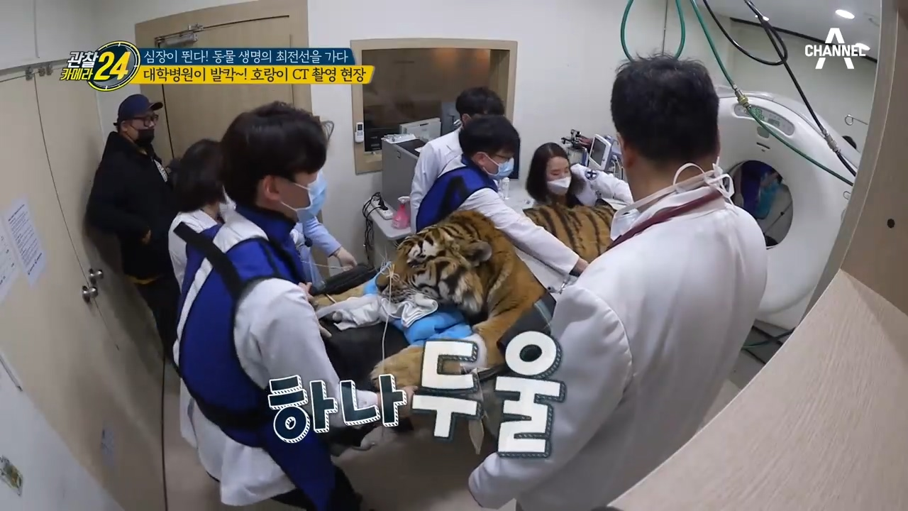 잠들었어도 호랑이는 호랑이ㄷㄷ... 대학병원 뒤집어 놓은 CT촬영 현장!