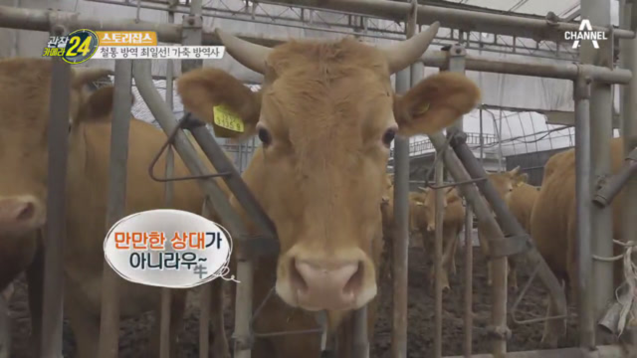 전염병 바이러스를 예방하는 '가축 방역사'가 완전 무장하는 이유