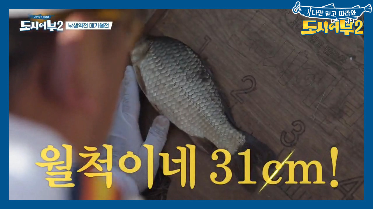 기준 미달일까...?ㄷㄷ;; 논란의 중심인 태곤's 토종붕어는 3...