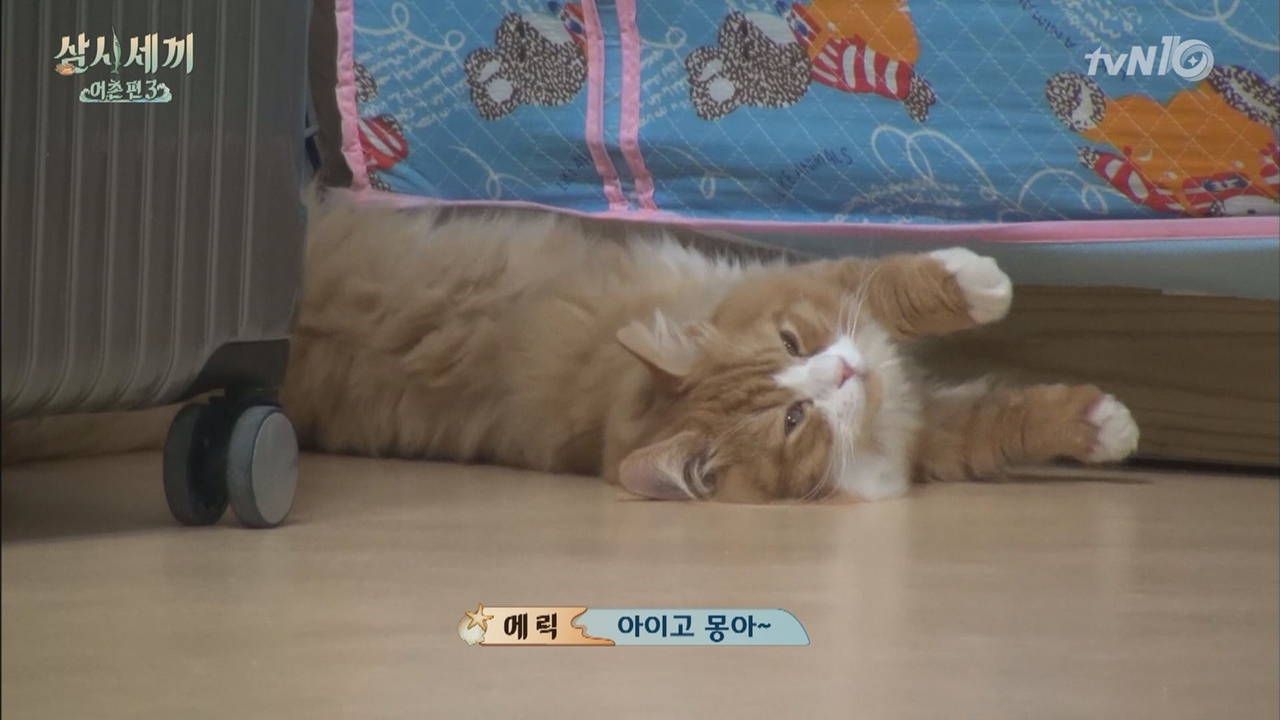무말랭이 봉찢사건! 범인은 몽?! 쿵?!