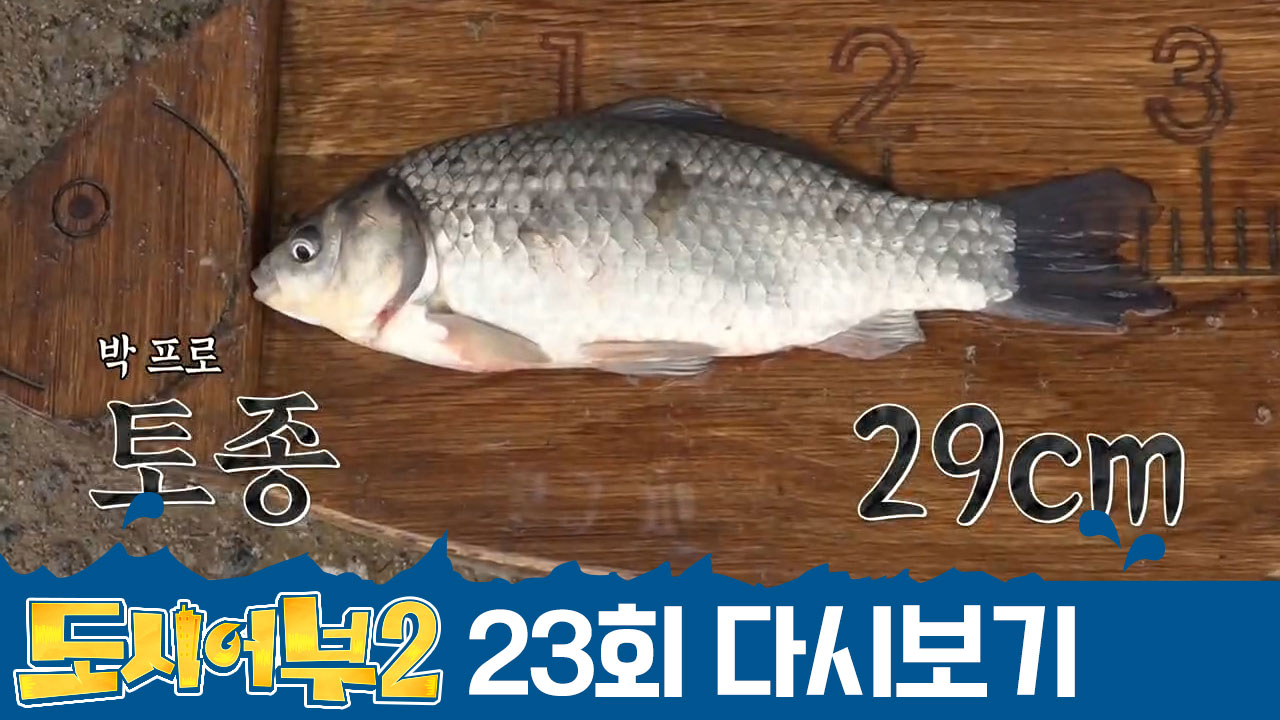 ※특명! 떡붕어를 피해라※ 토종 붕어 한 마리로 바뀌는 순위ㄷㄷ