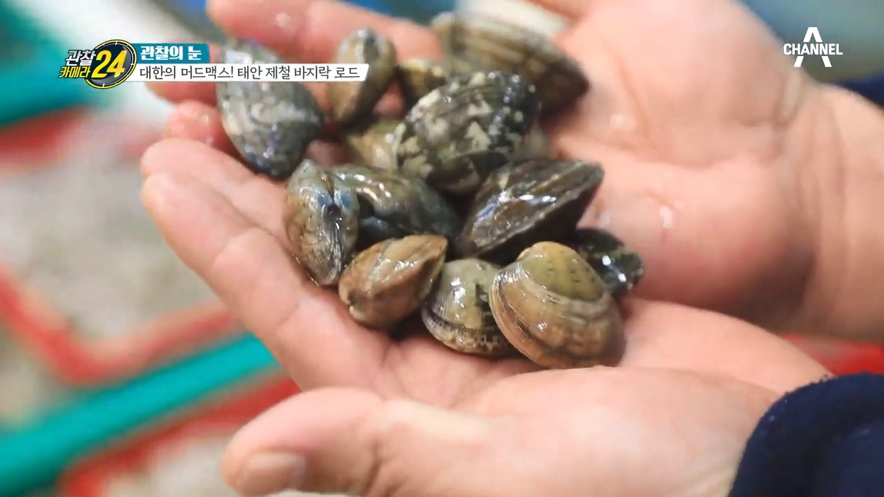 실하다~ 실해~! 바지락 꽃피는 태안 제철 바지락 로드