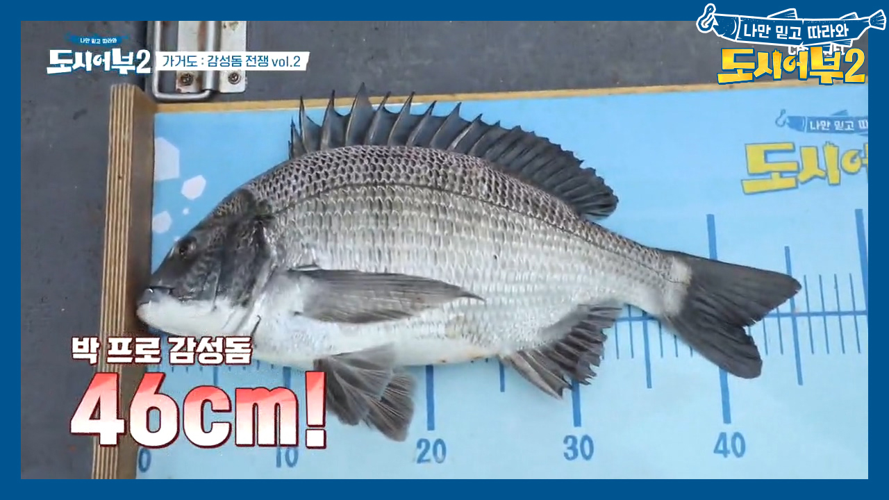 하늘이한테 갔어야 했는데... '4짜 감성돔' 잡고도 킹스...