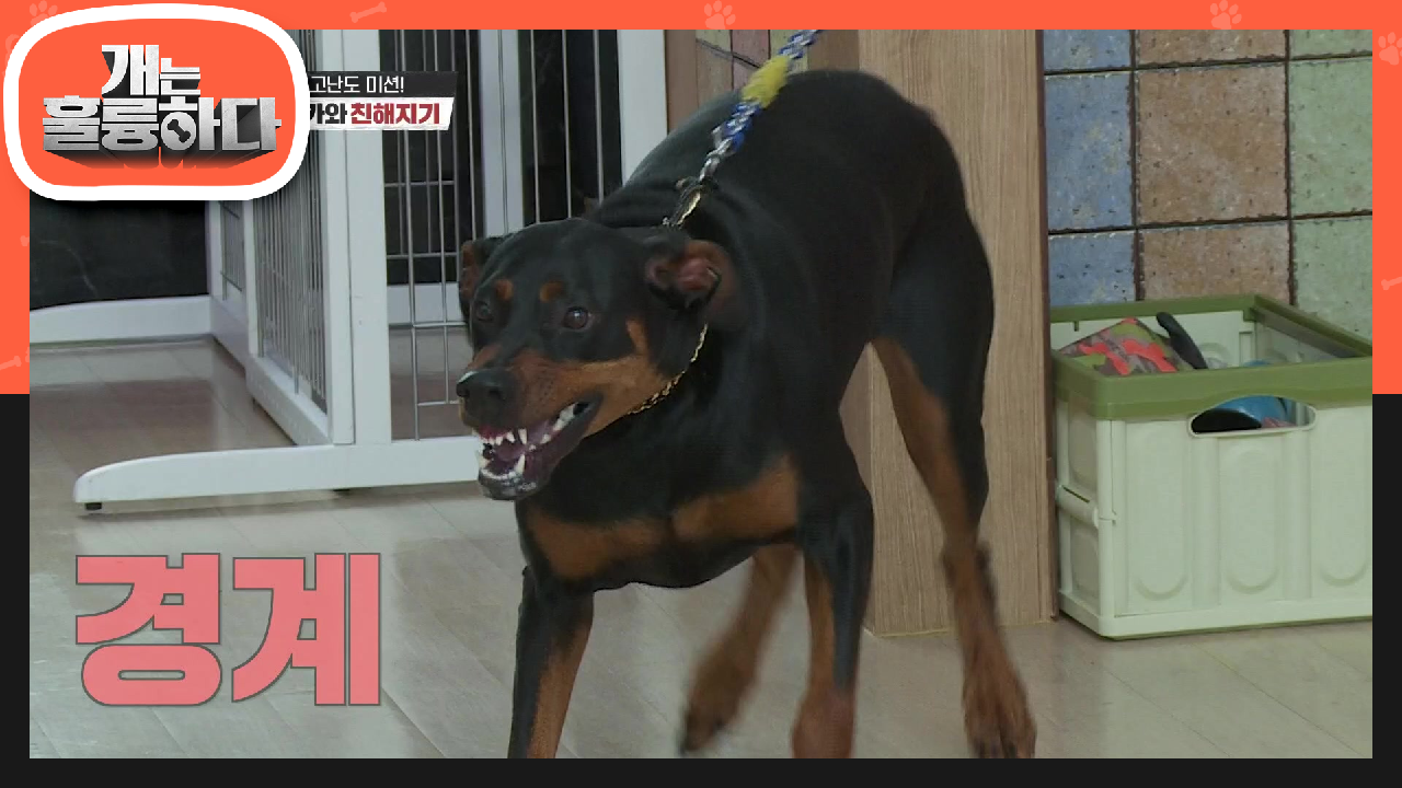공도 간식도 소용없다♨ 보호자가 사라져도 게거품까지 물고 경계하는 비앙카! | KBS 210705 방송