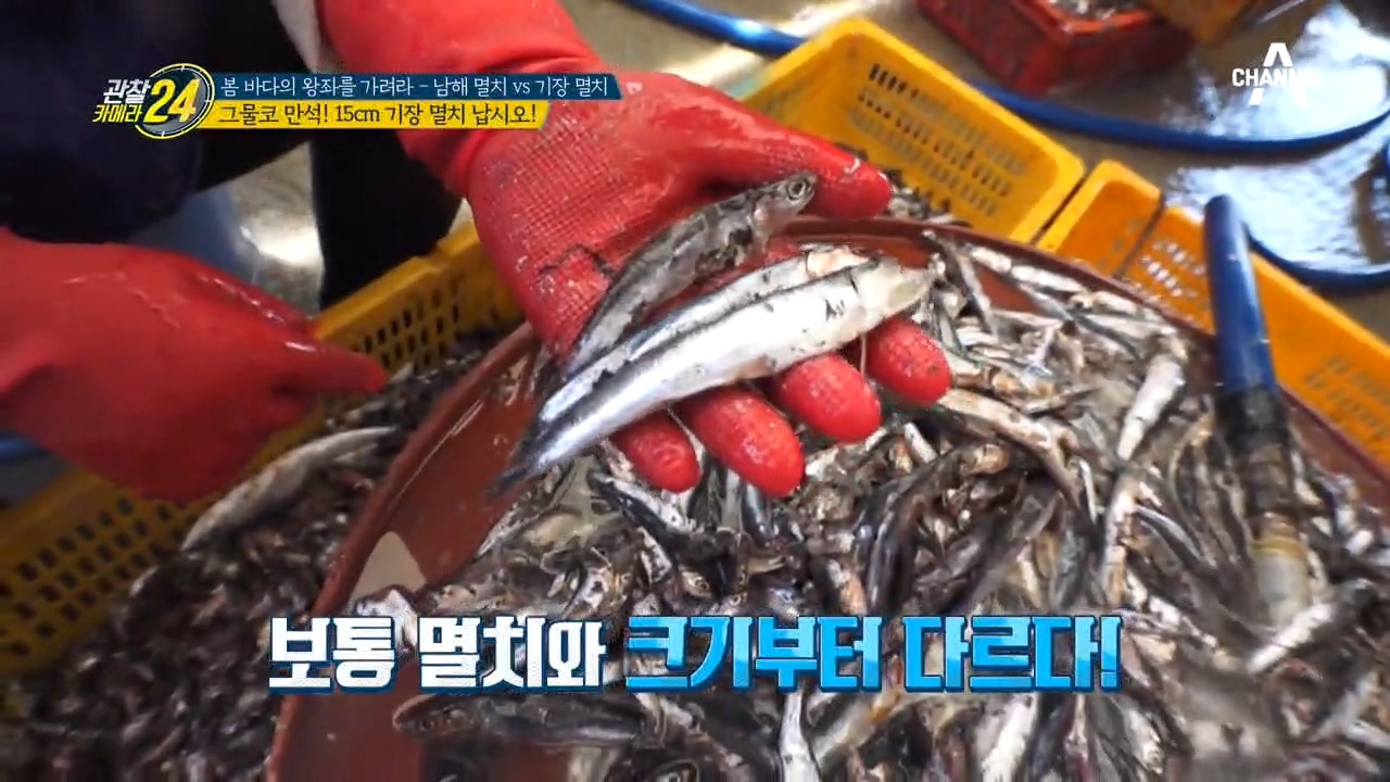 ◈항구로 들어오는 만선의 꿈! 15cm 기장 멸치 납시오~!