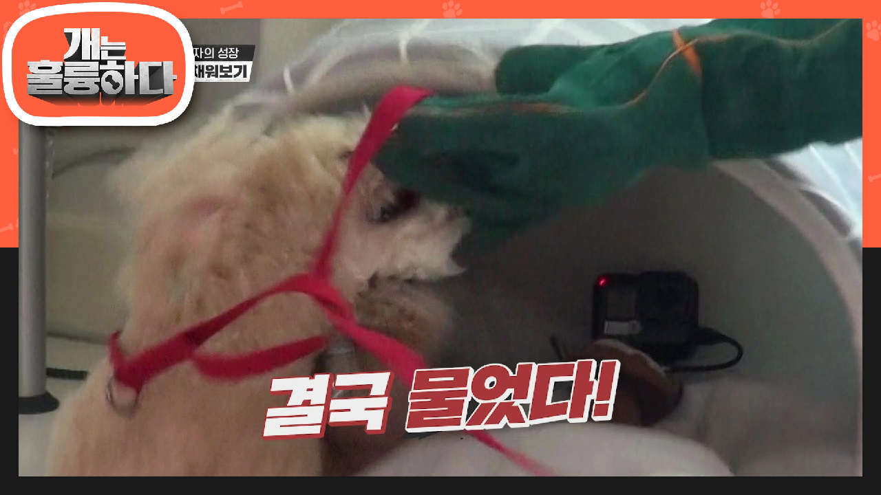 결국 물린 규제자?! 보호자 껌딱지 메리의 눈 앞에서 보호자가 사라졌을 때 반응은? | KBS 210719 방송