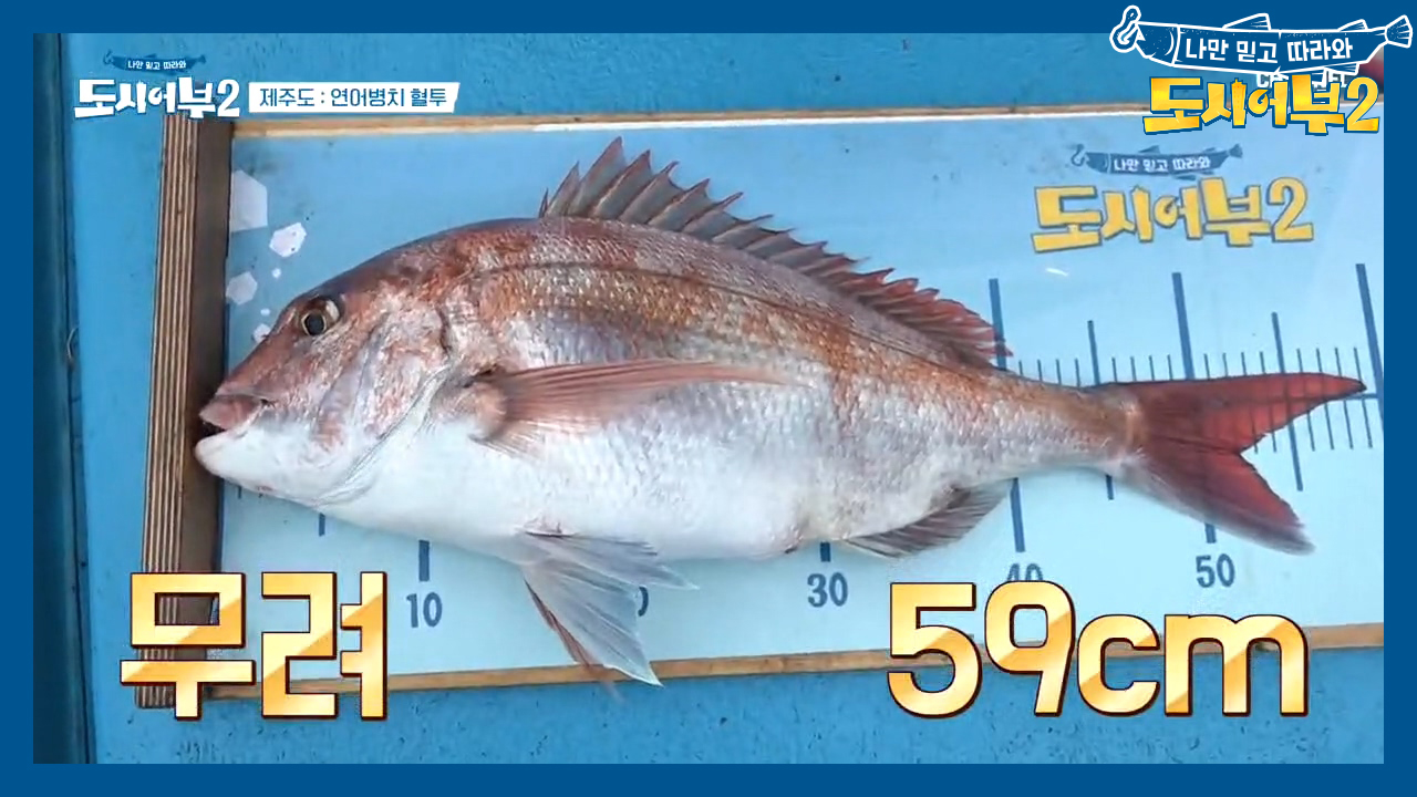 낚시는 기세다 이말이야~^^ 무려 59cm 생애 두 번째 참돔 *Touc...