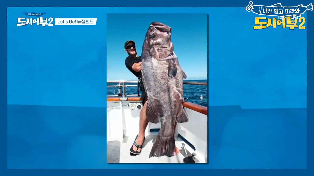 #킹피쉬#농어#하푸카#스내퍼! 뉴질랜드에서 잡을 대망의 대상어종♥
