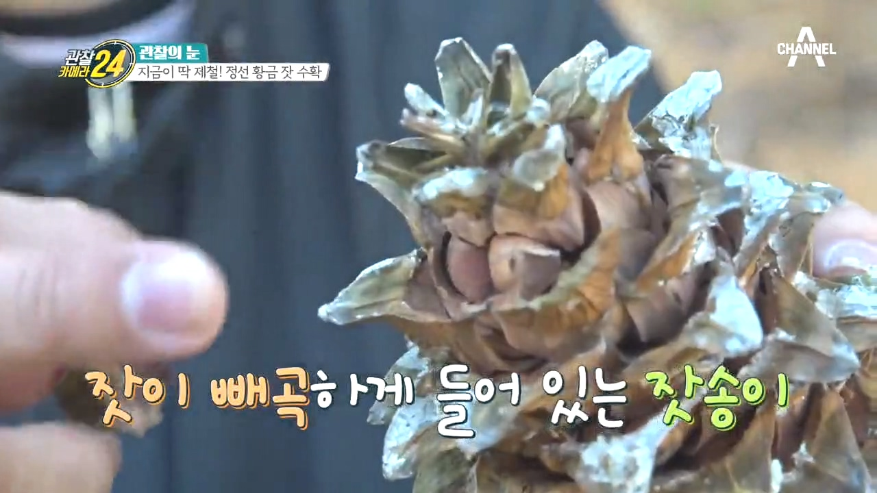 빼곡히 가득찬 잣송이, 해발 1,000m에서 채취한 귀한 정선 잣