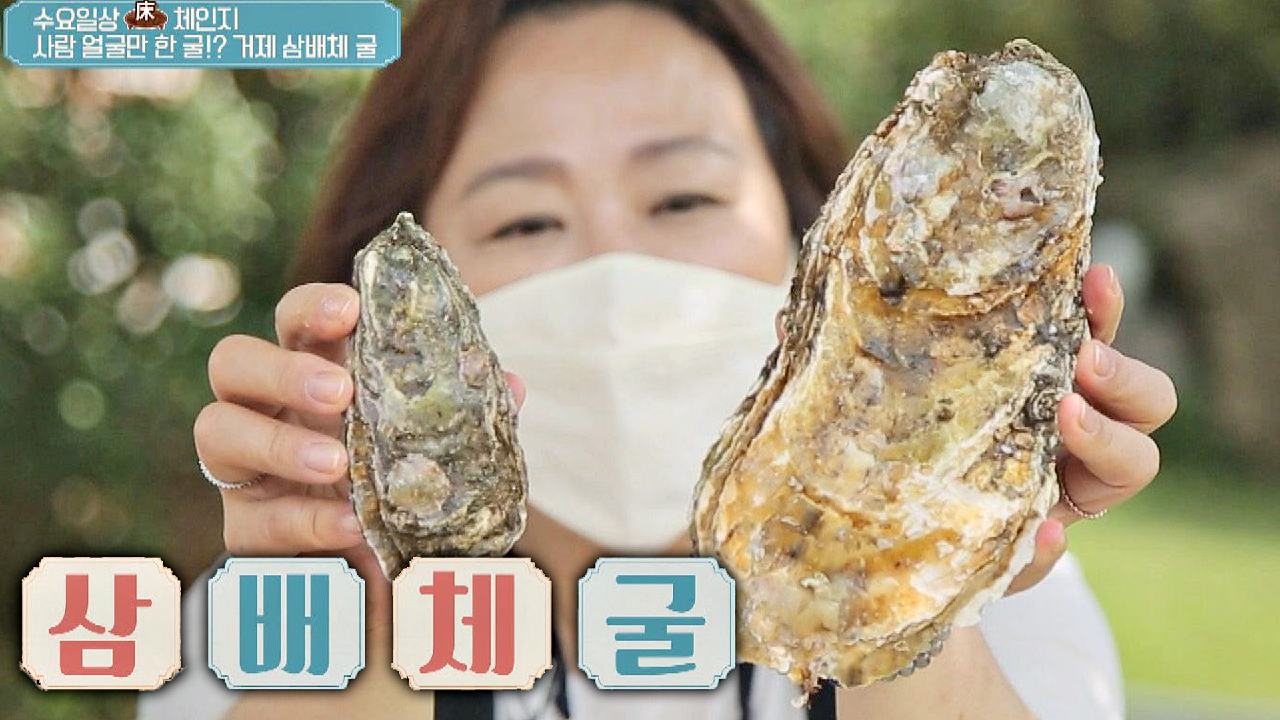 크기도 세 배, 맛도 세 배! 거제 &#39;삼배체 굴&#39;?