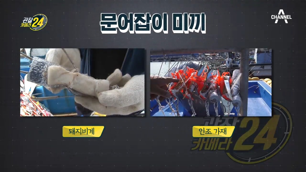 ※문어도 육식을 즐긴다?!※ 4월 황금어장에 나타난 별별 미끼 대작전!