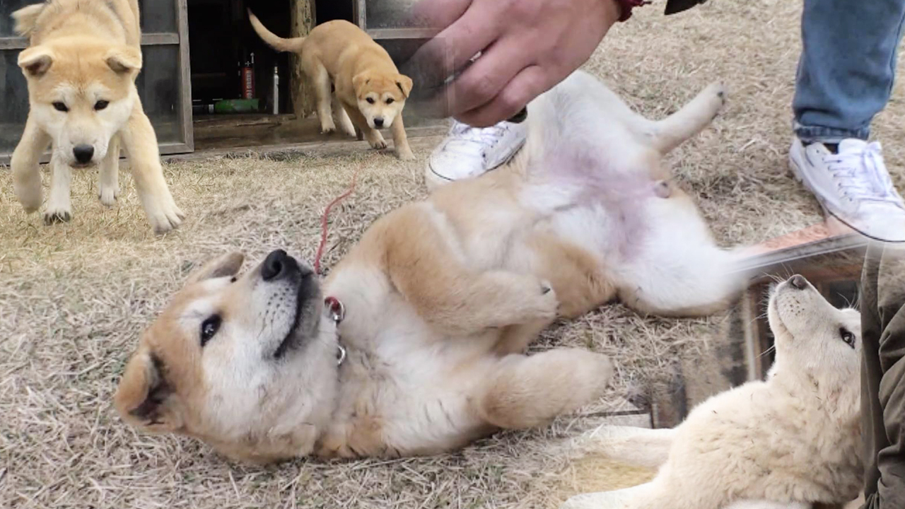 thumb.png?ts=1578794797