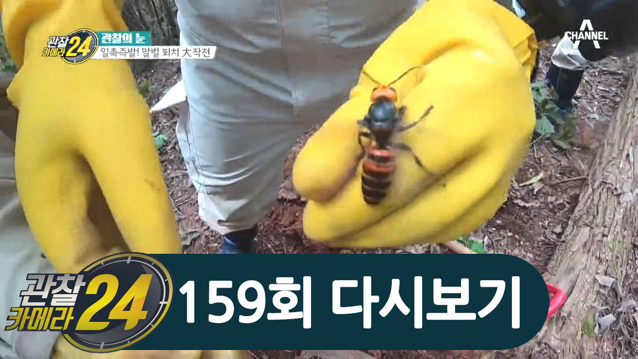 엄지 손가락보다 큰 장수말벌...ㄷㄷ 헌터들의 말벌 퇴치 大 작전!