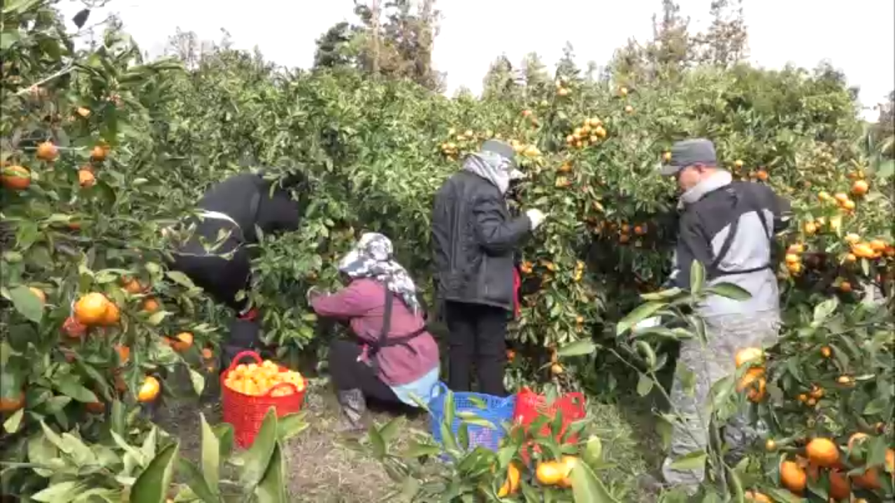 잘 익은 귤은 넘쳐나는데 이걸 수확할 사람이 없다면?