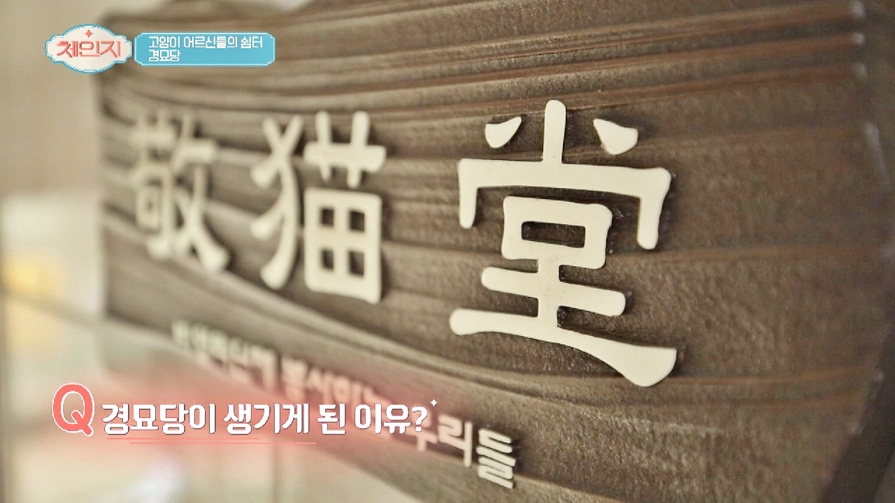 고양이 어르신들의 쉼터! &#39;경묘당&#39;이 생기게 된 이유!