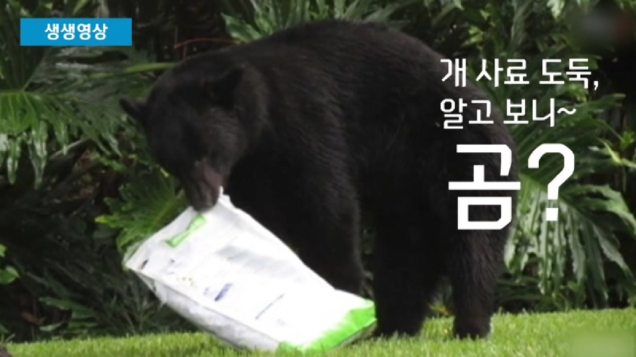  야생곰 개 사료 훔쳐 먹고 쿨쿨