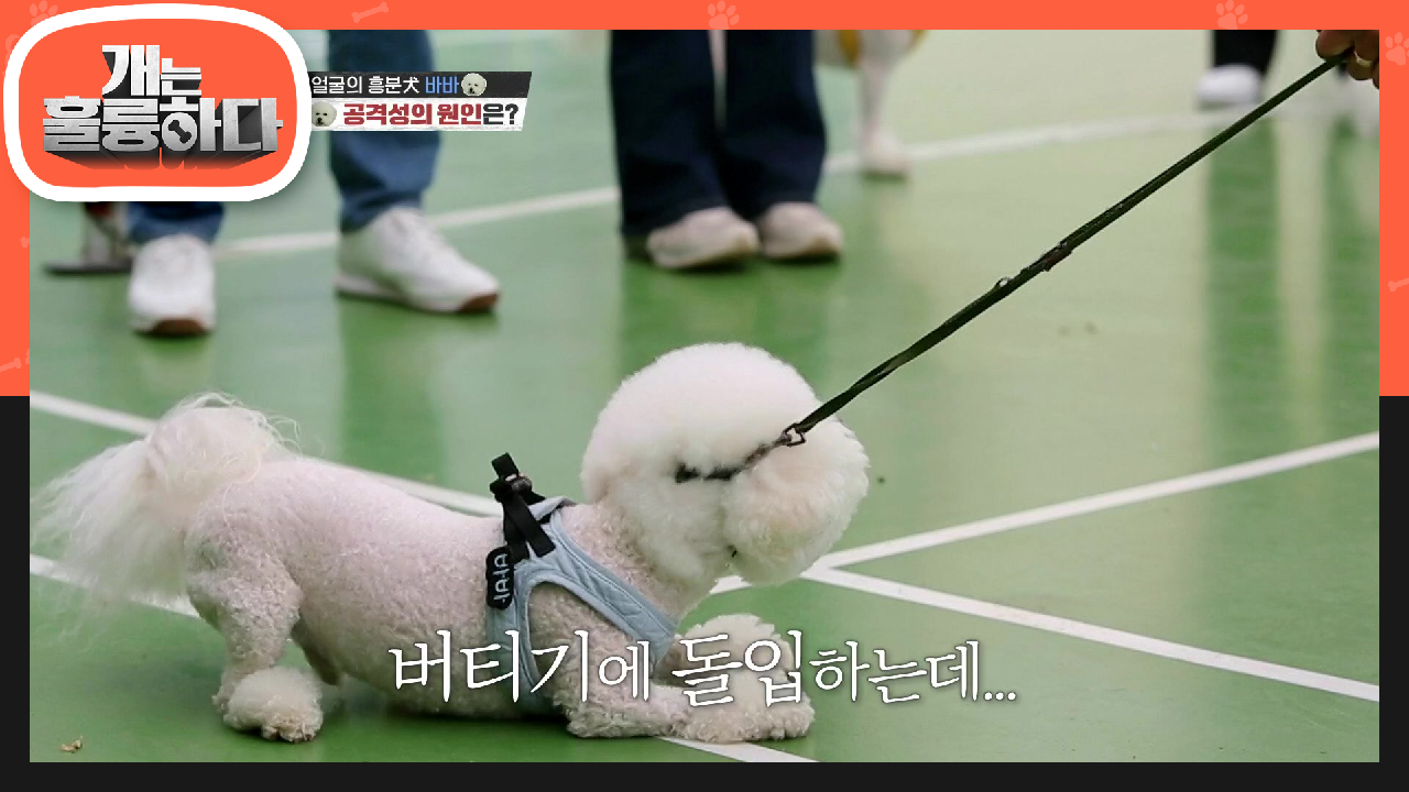 세 마리의 선동꾼이었던 바바! 좌절+놀지못함+드문 기회가 만든 바바의 공격성♨ | KBS 210607 방송