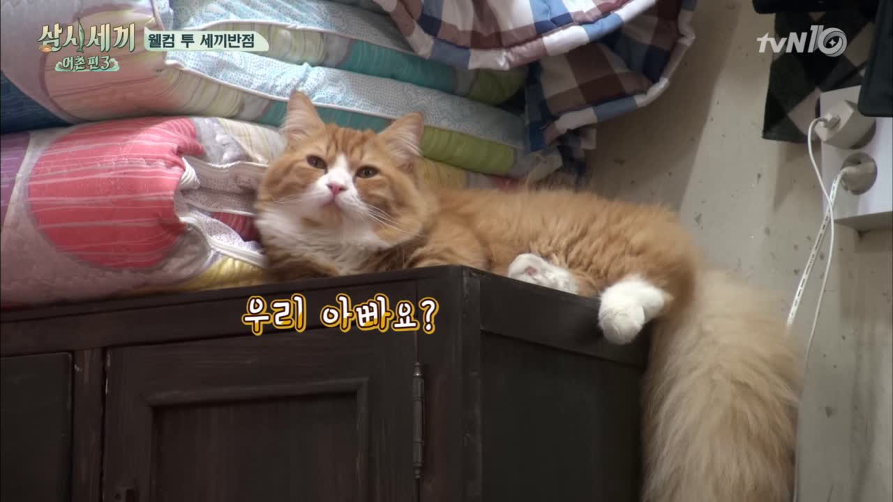 할일많은 귱집사의 일과