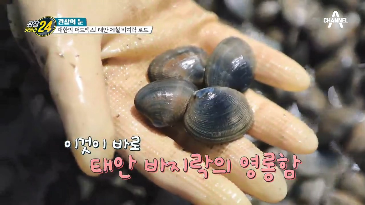 일 년 중 딱 100일만 허락된 보물, 영롱하고 실한 바지락 채굴