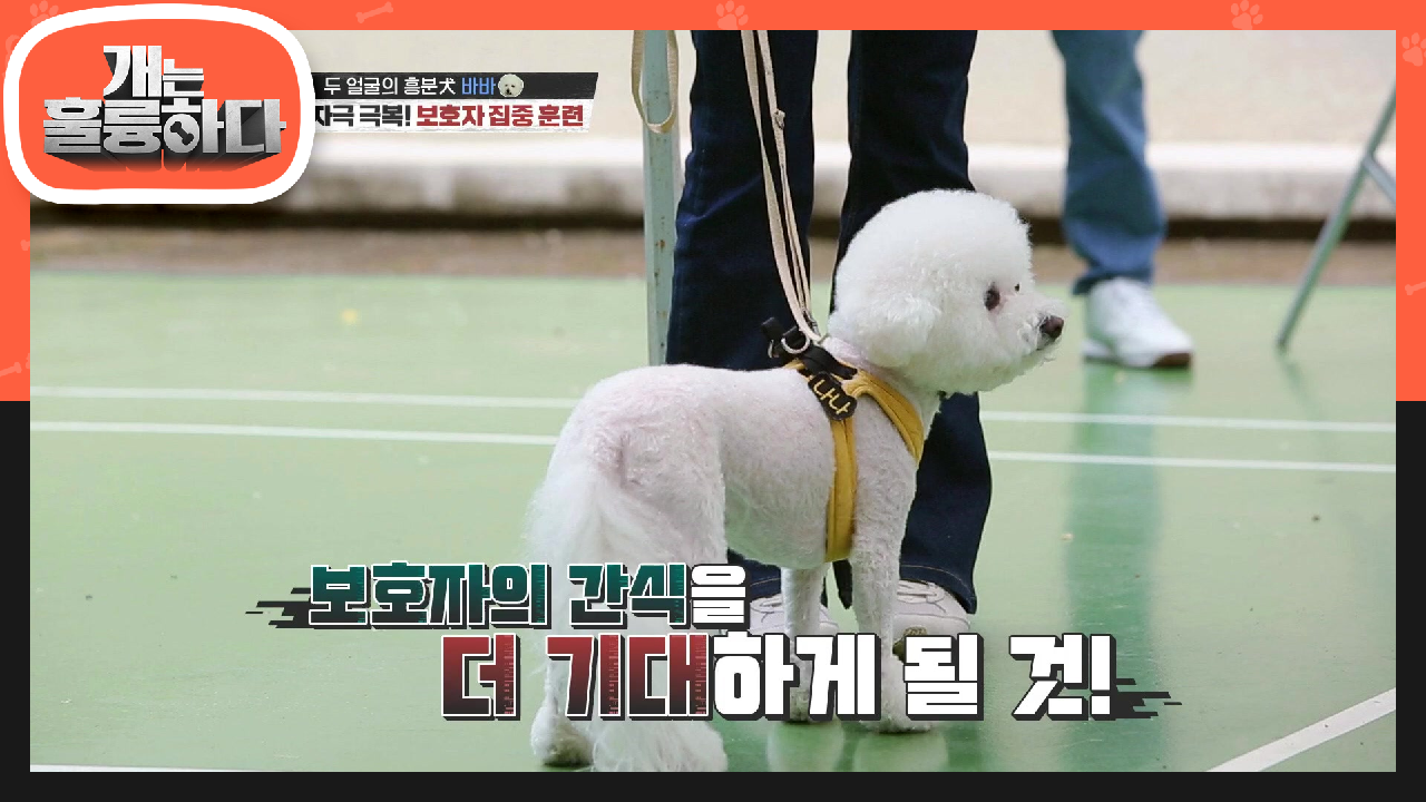 스트레스보다 간식을 기대하게 만드는 훈련! 과연 공백이가 지나갈 때 세 마리의 반응은? | KBS 210607 방송