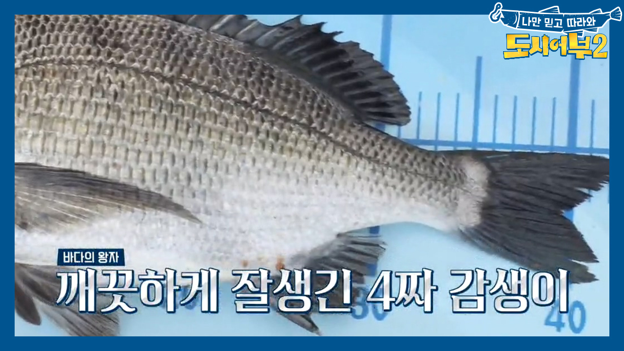 (역시 갓명인) 반전은 없었다! 4짜 감성돔 잡고 기필코 5짜 간다↗↗