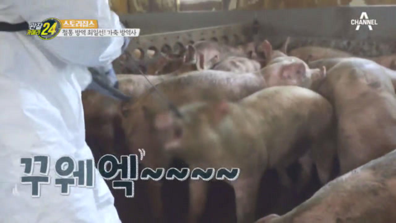 ♨돼지가 사람을 물었다?!♨ 미션 수행 도중 생긴 황당한 일