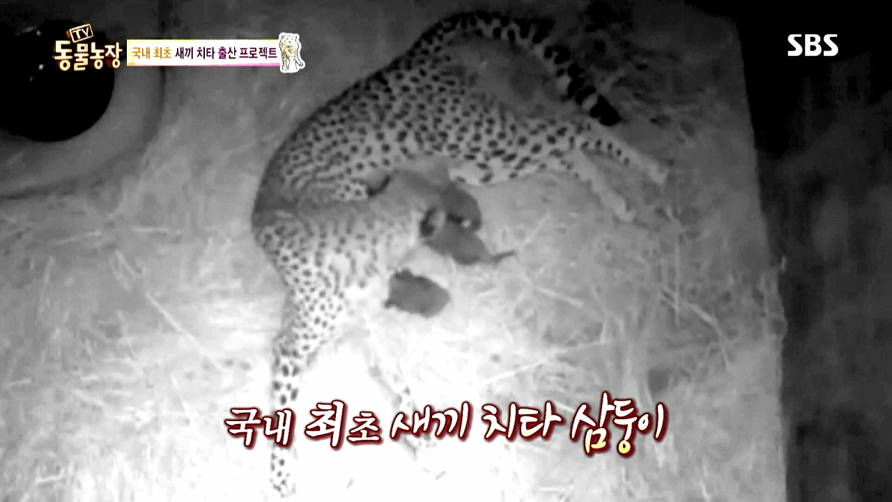  치타 삼둥이 출산 성공