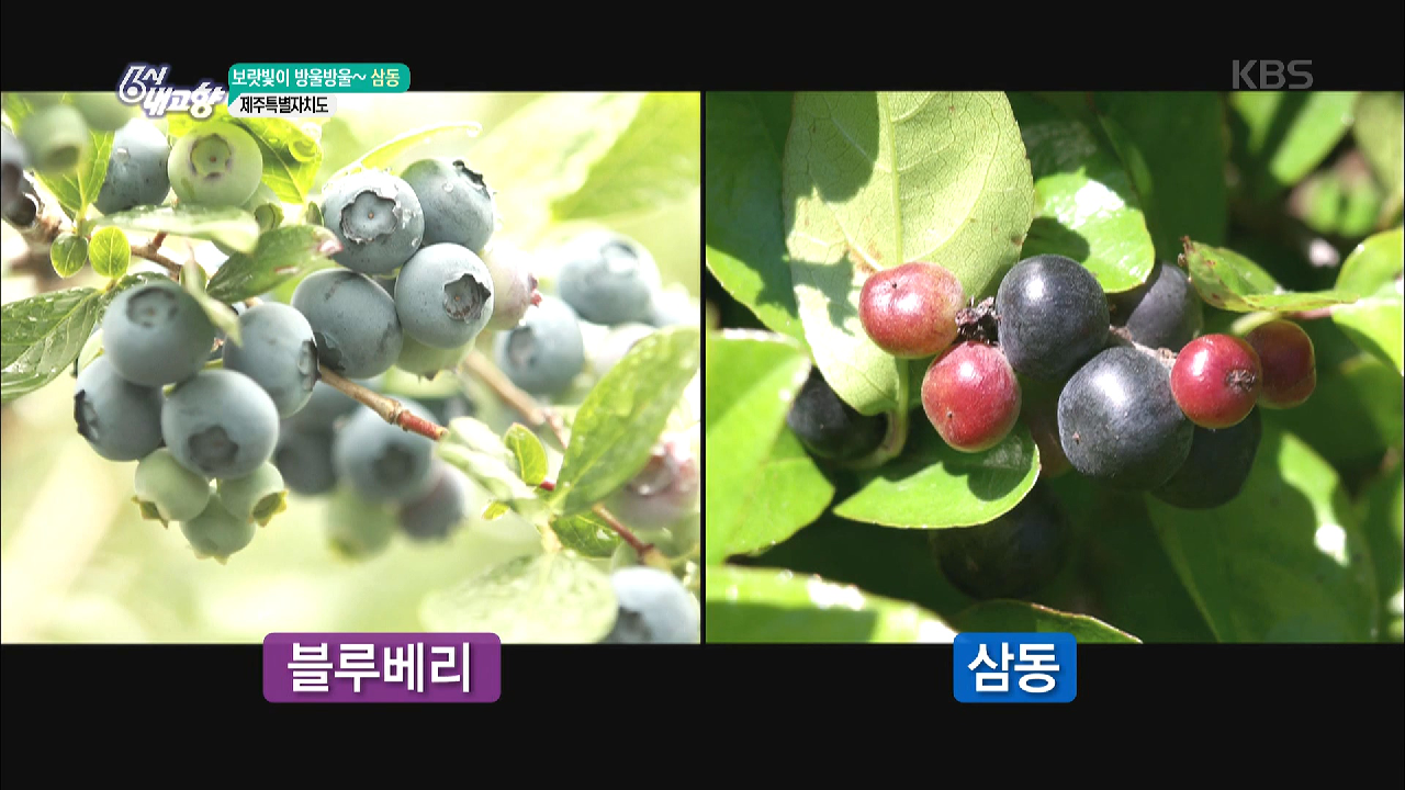 보랏빛이 방울방울~ 삼동 - 제주특별자치도 - kakaoTV 보랏빛이 방울방울~ 삼동 - 제주특별자치도