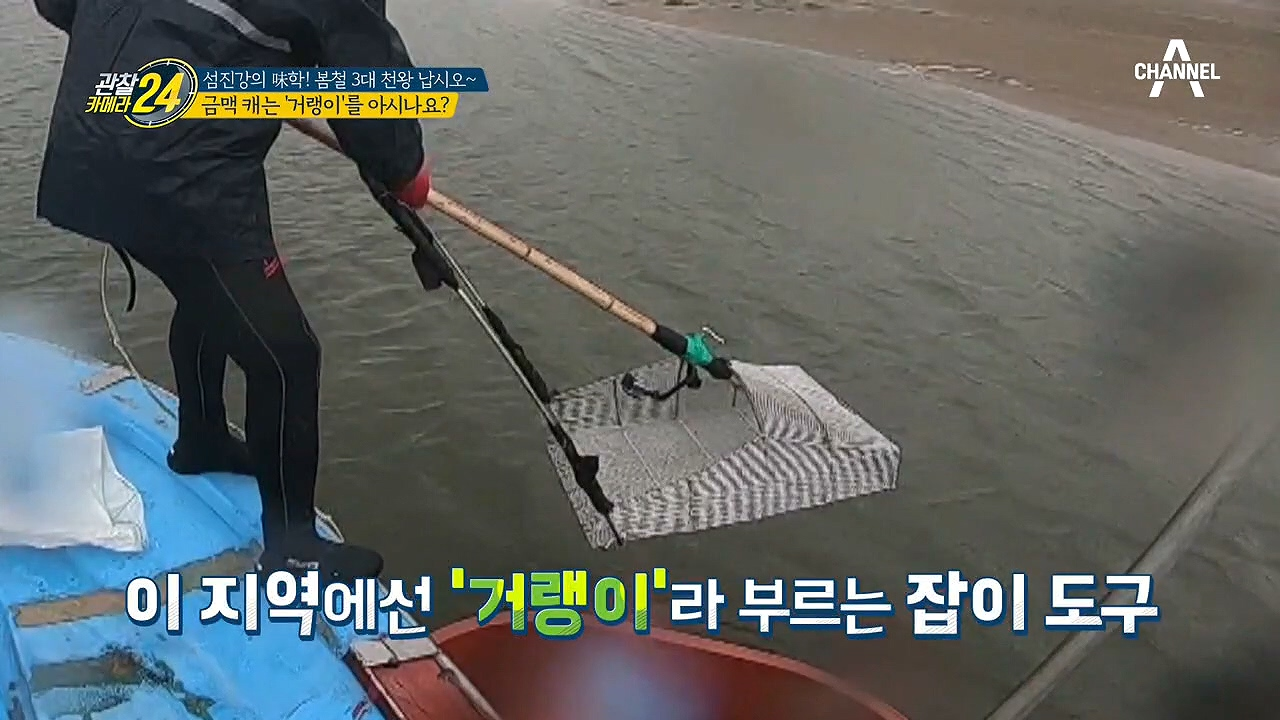 강바닥에서 금맥을 캔다? 거랭이(?)의 정체는? 씨알도 굵은 섬진강의 보물 '재첩'!