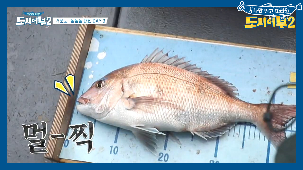 ♨육탄전 발생♨ 참돔 크기 속이려던 반칙왕 경규! 태고니에게 가볍게(?) 제압당하다;;