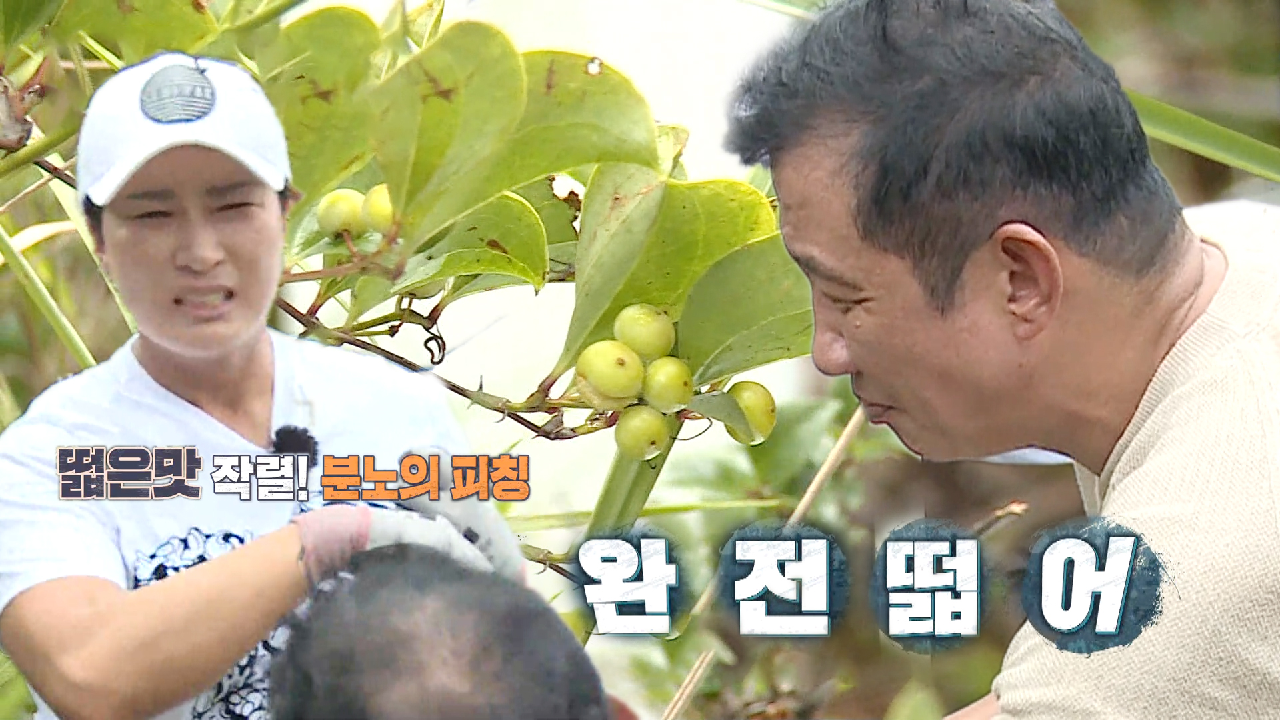 “떫어!” 박세리, 먹고 바로 뱉어버린 싱거운 사과 맛 나는 청미래덩굴 ...