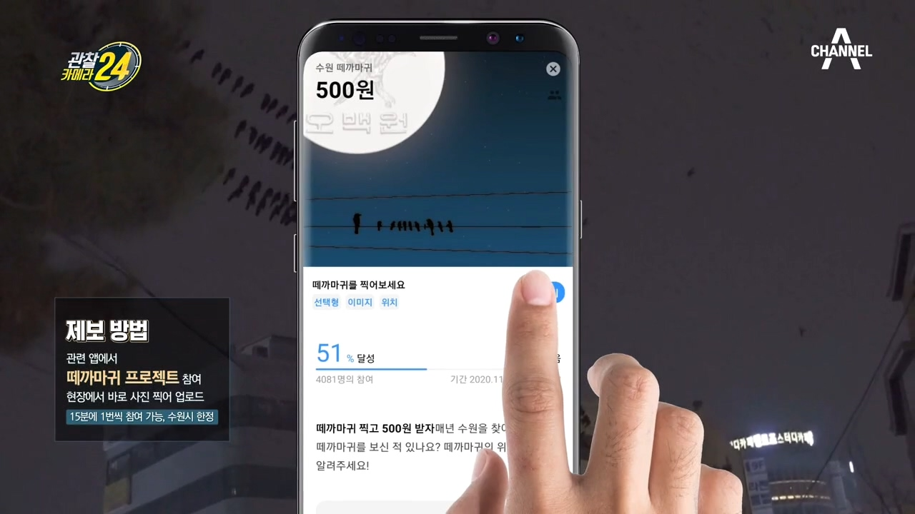 ※떼까마귀 찍고 돈도 버는 법※ 떼까마귀를 찾아 신고하면 돈을 준다?