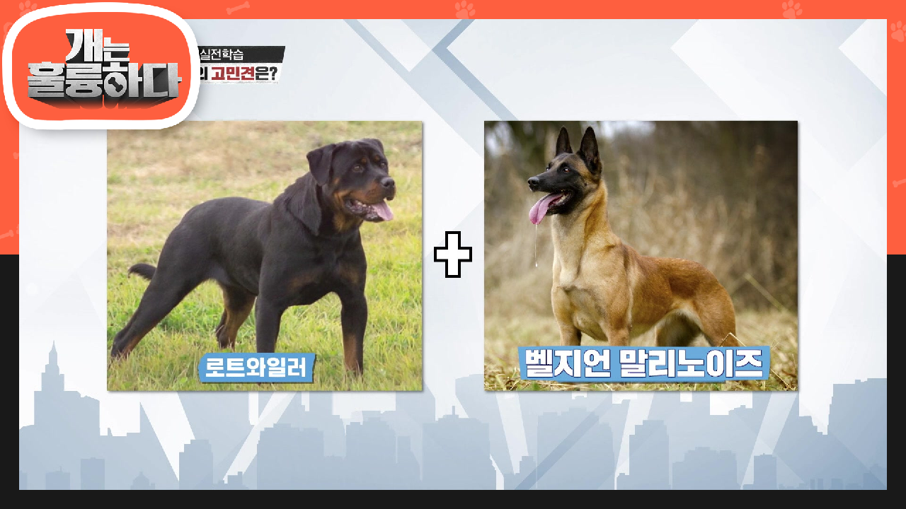 환장의 조합? 5대 맹견 로트와일러와 충성심 최강 벨지언 말리노이즈가 만났다♨ | KBS 210802 방송