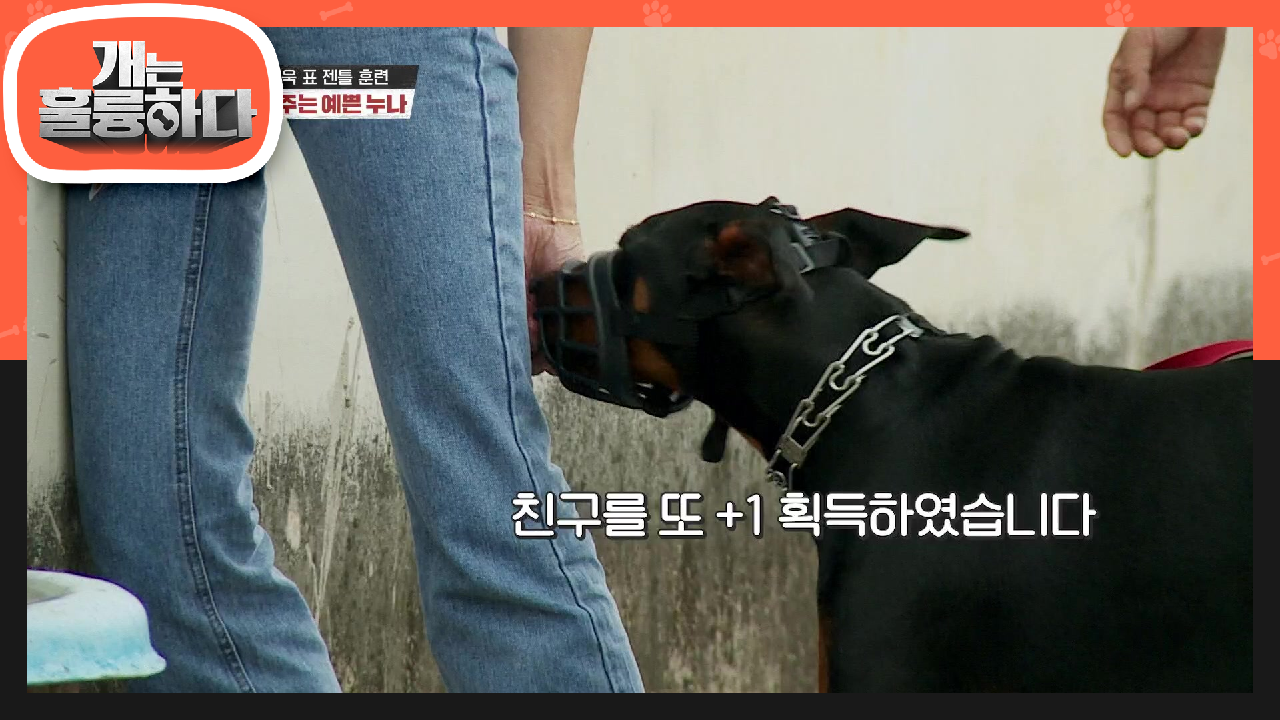 간식맨이 된 제자들! 비앙카에게 생긴 간식주는 좋은 친구들! | KBS 210705 방송