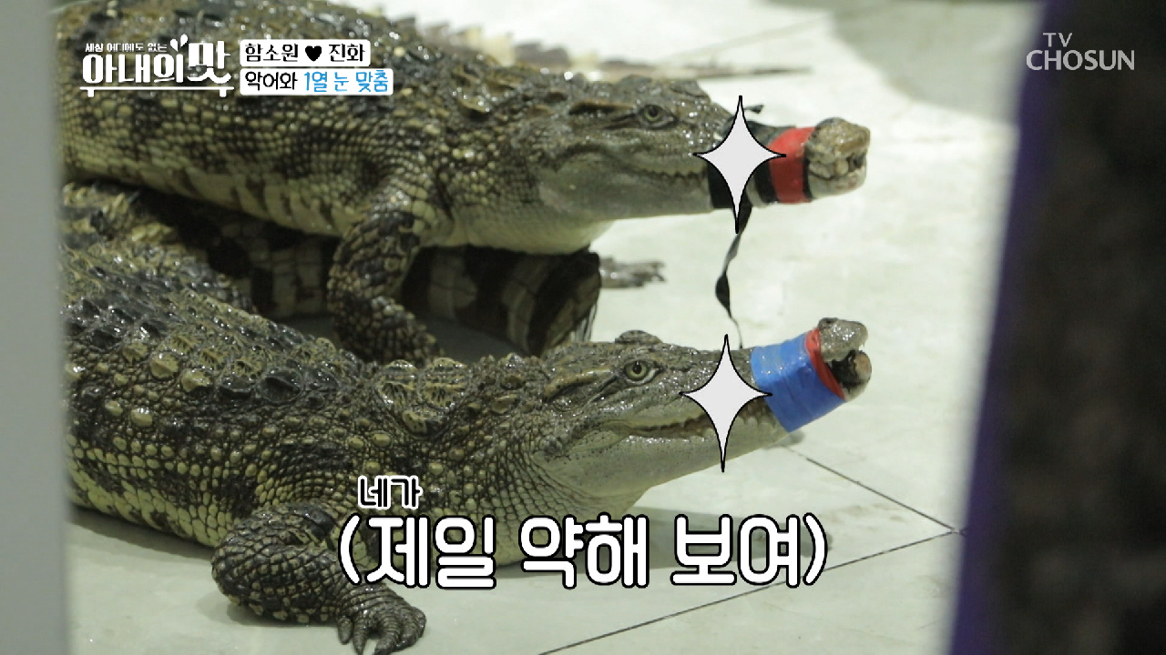 ※무서움 주의※ 식용 악어는 처음이지...? (가성비 甲)