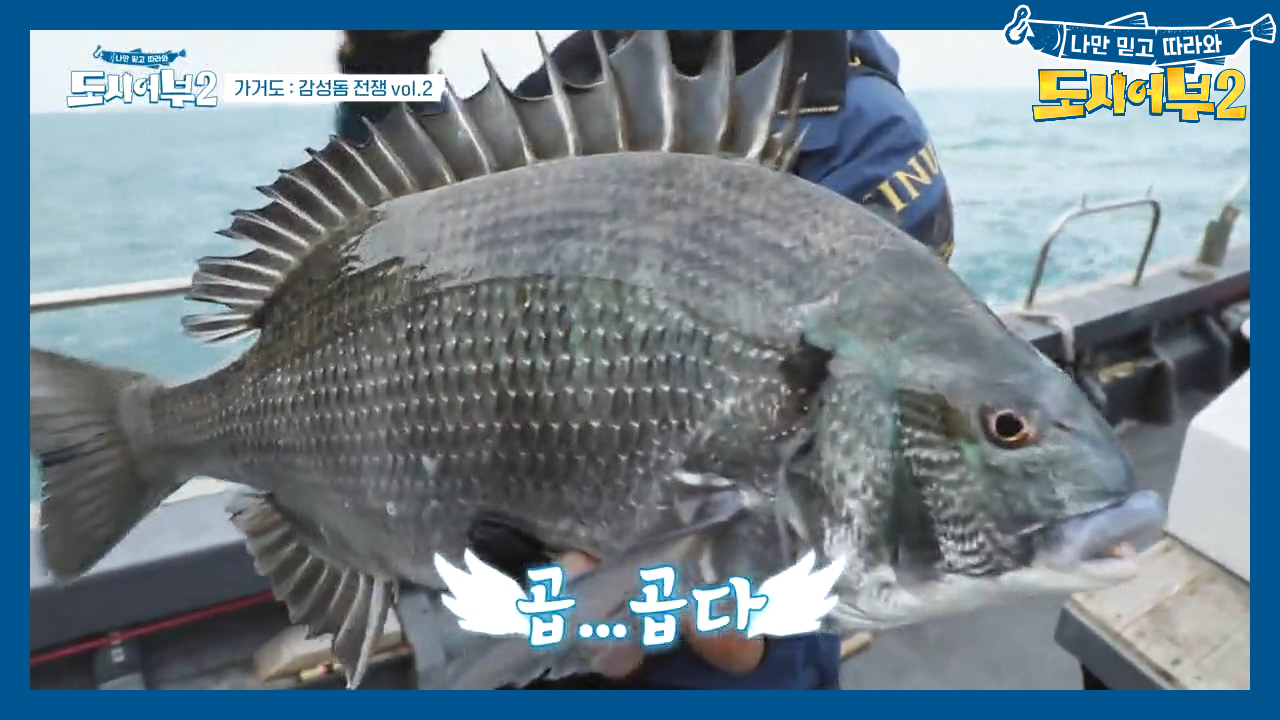 ☞6짜 감성돔☜에 도전한 박 명인~!! 압도적인 비주얼의 감생이, 크기는...