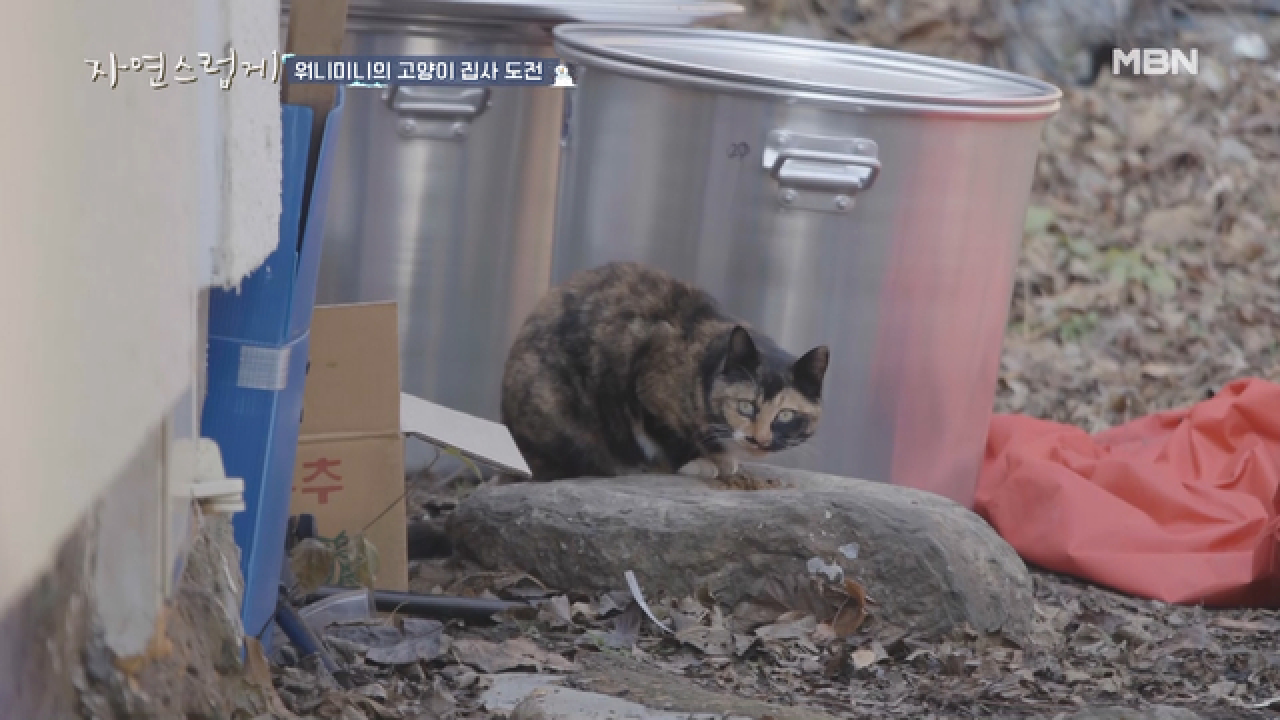 워니미니 고양이 집사 도전! (feat. 길냥이 집)